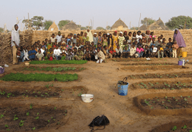 Tonkossare school garden: parents, teachers, and children working together to grow nutritious vegetables for the community.